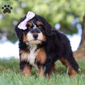 Jessie’s Girl, Mini Bernedoodle Puppy